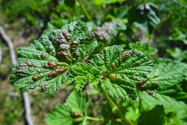 currant tidak berbuah