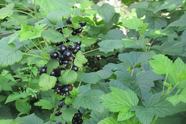 currants do not bear fruit