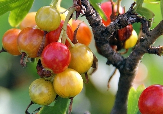 Groseille dorée: description de l'apparence de la variété