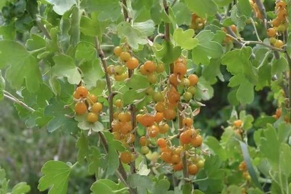 Ribes dorato: varietà, varietà