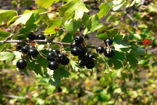 Groseille dorée: variétés, variétés