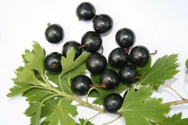 Ribes dorato: varietà, varietà