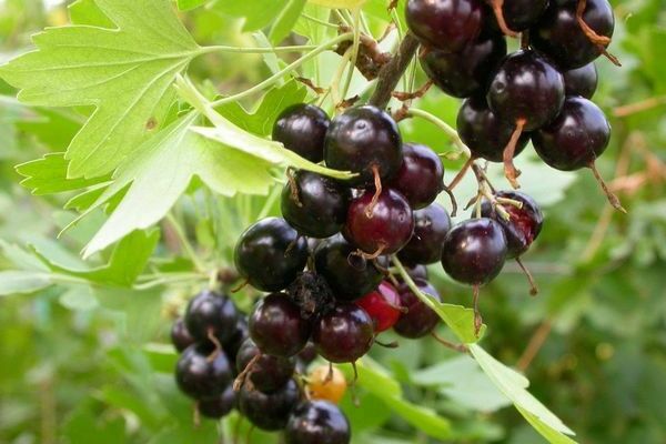 Groseille dorée: variétés, variétés