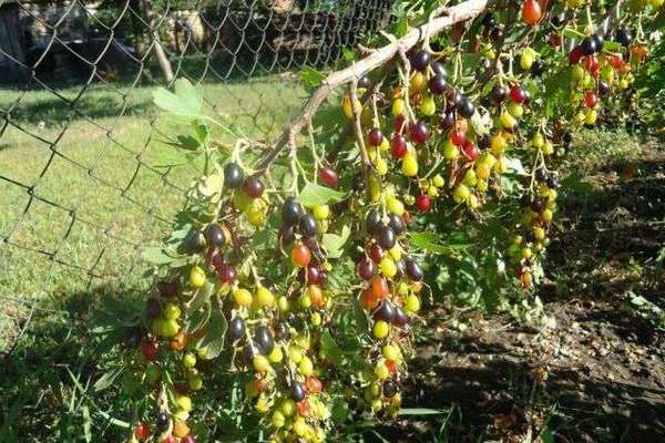 Groseille dorée: variétés, variétés