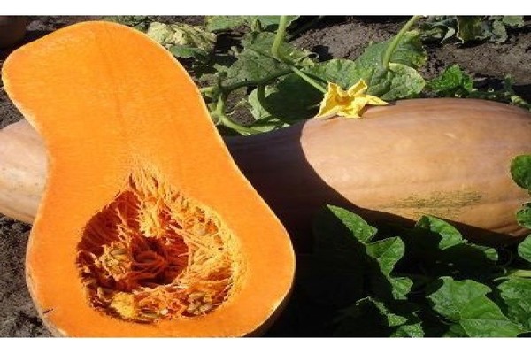 pumpkin fruit