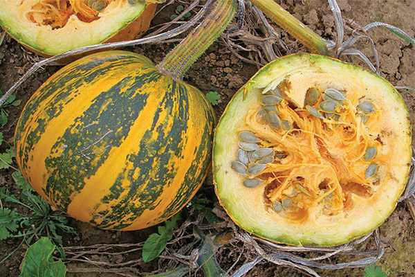 variétés de citrouilles