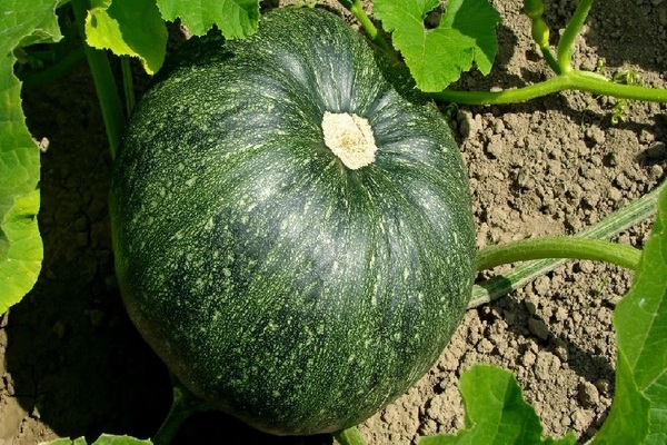 pumpkin varieties