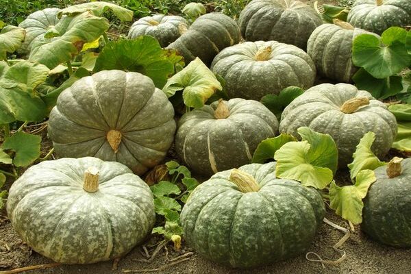 variétés de citrouilles