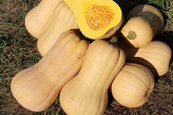 variétés de citrouilles