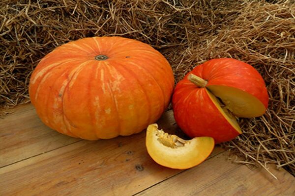 variétés de citrouilles