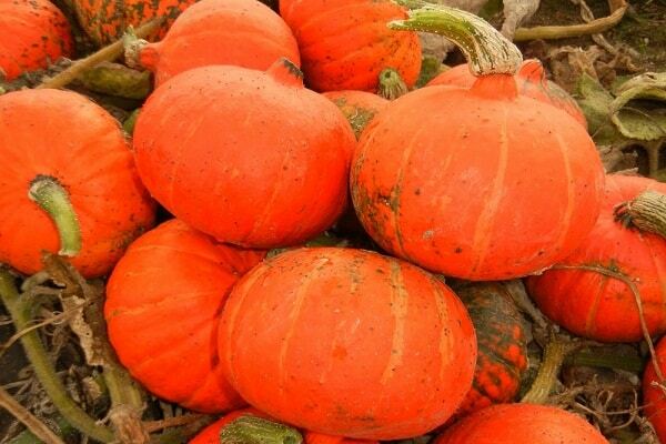 variétés de citrouilles