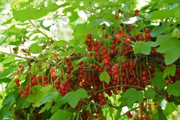 the best varieties of red currant