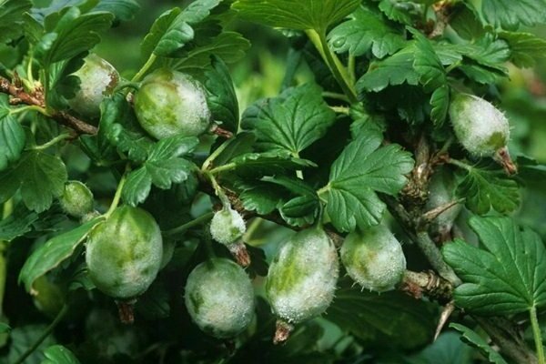 cendawan serbuk + pada gooseberries