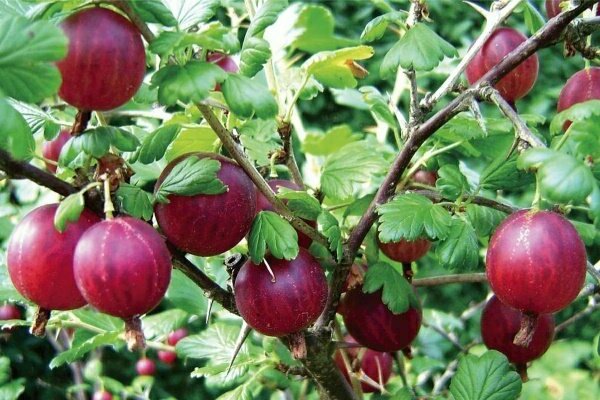 varietà di uva spina resistenti all'oidio