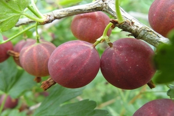 variétés de groseilles résistantes à l'oïdium