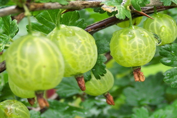 Varieti gooseberry tahan terhadap cendawan serbuk