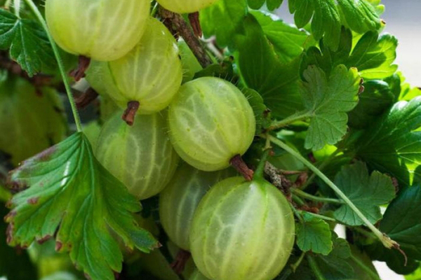 mga varieties ng gooseberry na lumalaban sa pulbos amag