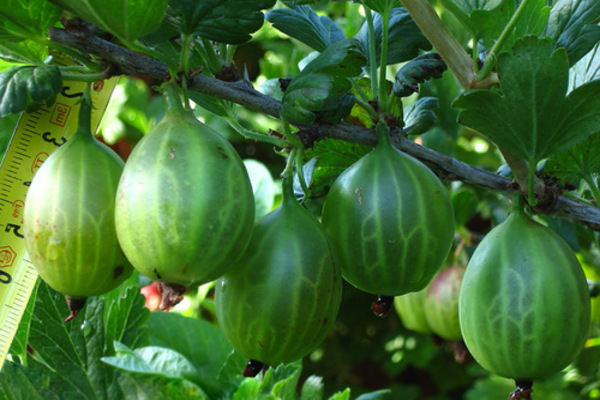 varietà di uva spina resistenti all'oidio