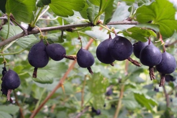 variétés de groseilles résistantes à l'oïdium