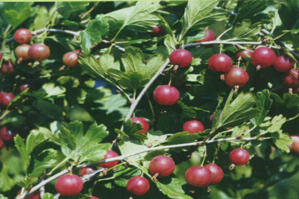 mga varieties ng gooseberry na lumalaban sa pulbos amag