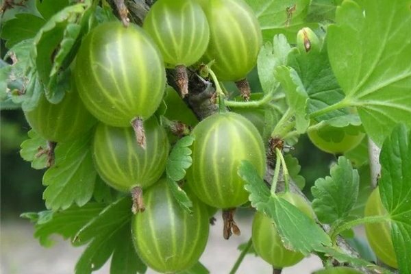 Gooseberry tahan fros: penerangan, varieti