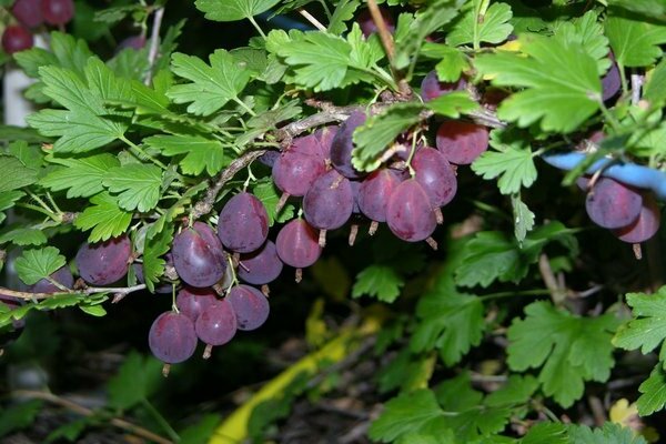 Famose varietà di uva spina vicino a Mosca: foto, descrizione