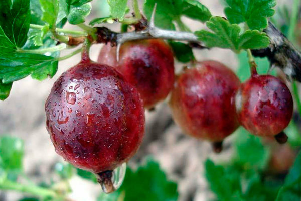 Foto, keterangan varieti gooseberry yang sudah masak