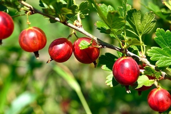 Malaking pagkakaiba-iba ng mga gooseberry: larawan, paglalarawan