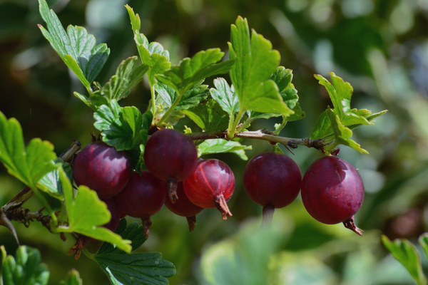 Varieti gooseberry tahan fros: foto, keterangan