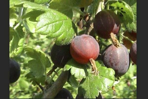 Variétés de groseilles à gros fruits: photo, description