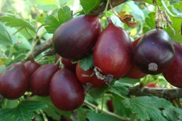 Varietà di uva spina a frutto grosso: foto, descrizione