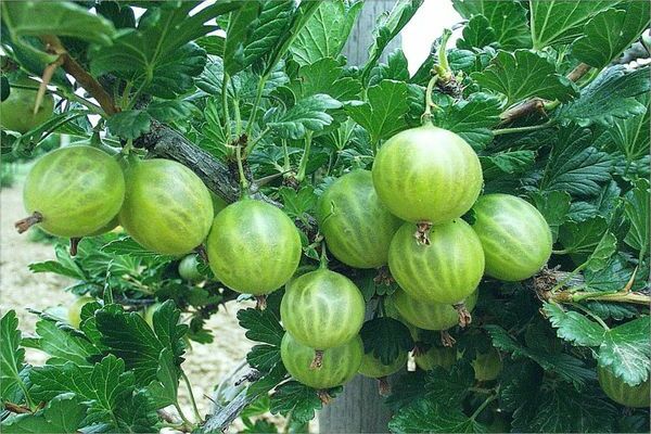 Uva spina resistente al gelo: descrizione, varietà