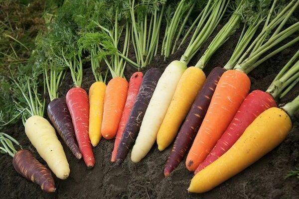 Най -добрите сортове моркови: обща информация