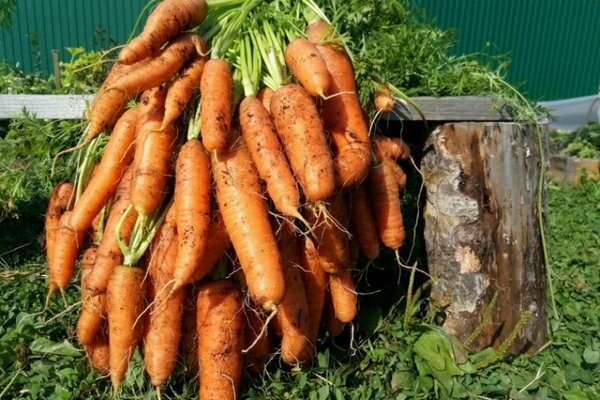 Variétés de carottes tardives