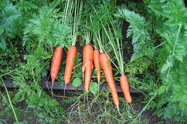 Късно узряващи сортове моркови