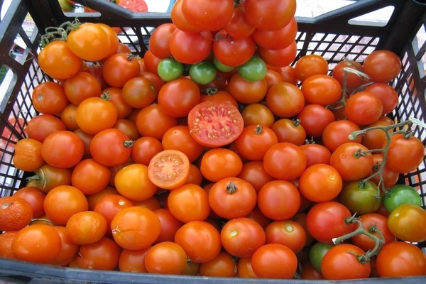 cherry tomato variety description photo reviews