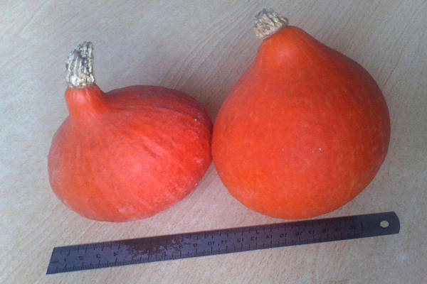 variétés de citrouilles