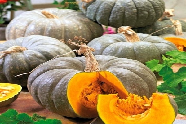 varietà di zucca