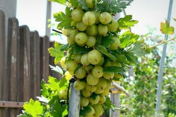 сортове зелено цариградско грозде