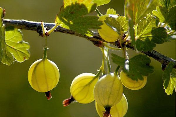 цариградско грозде описание на сорта зелени сортове
