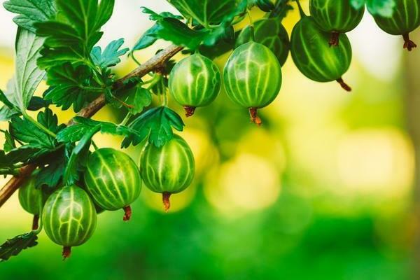 цариградско грозде описание на сорта зелени сортове