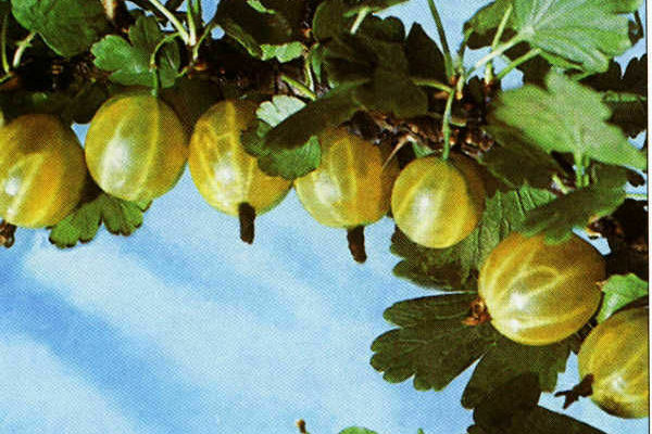 сортове зелено цариградско грозде описание на снимката