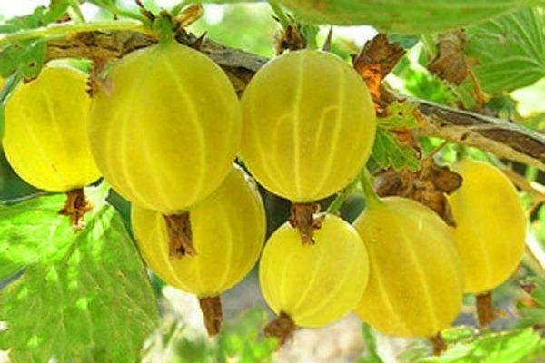 сортове зелено цариградско грозде описание на снимката