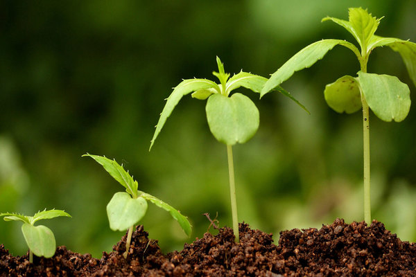 محفزات نمو جذور النبات