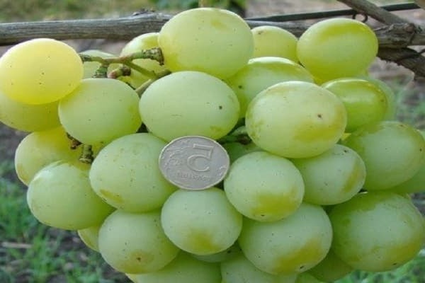 снимка талисман на грозде