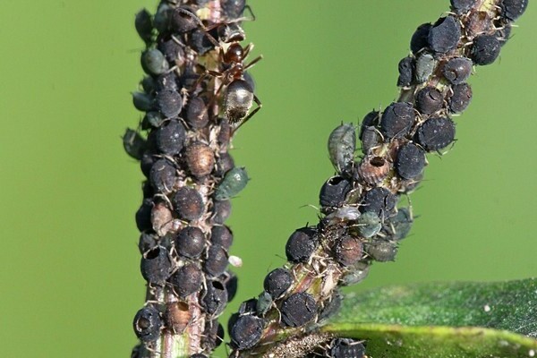 лек от листна въшка от цариградско грозде