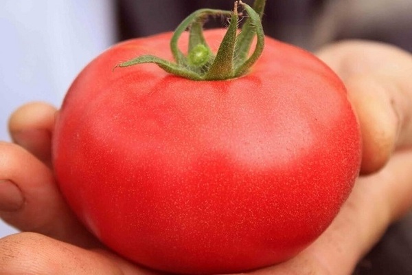 طماطم بوبكات