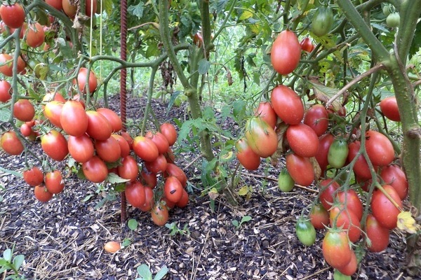 Tomato Chio Chio San: photo, briefly about this variety