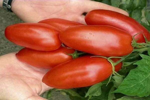 lelaki wanita tomato