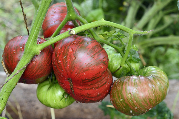 Tomato variety Gnome: the best varieties